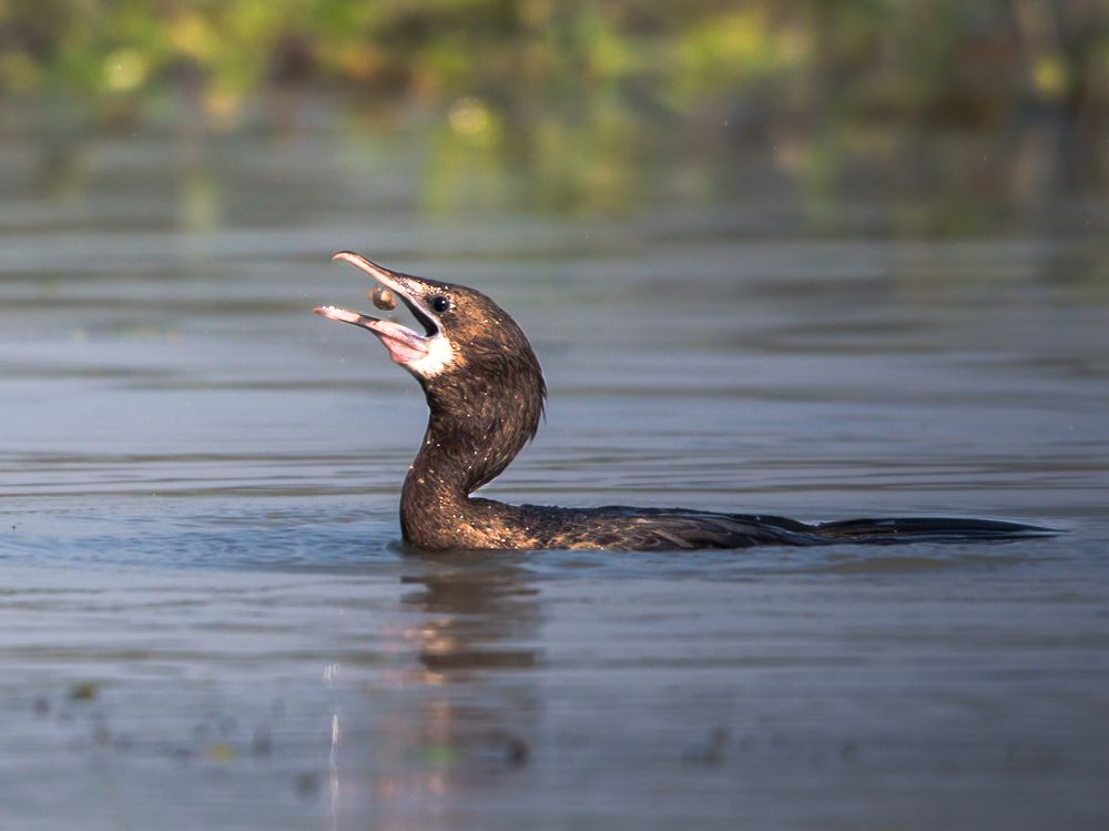 Photograph by Debajit Nath
