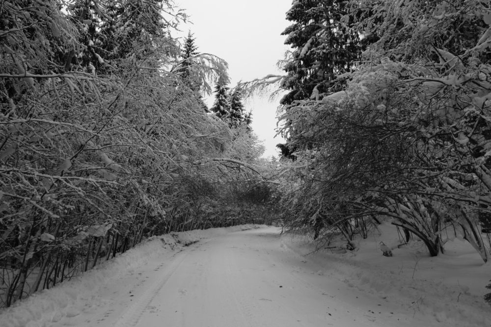 Photograph by Иван Скрипкин