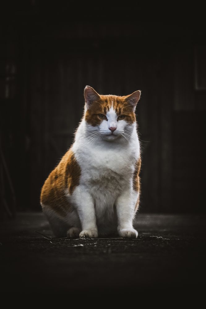 Photograph by Drieux