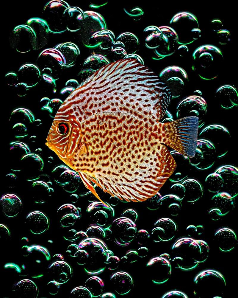 DISCUS