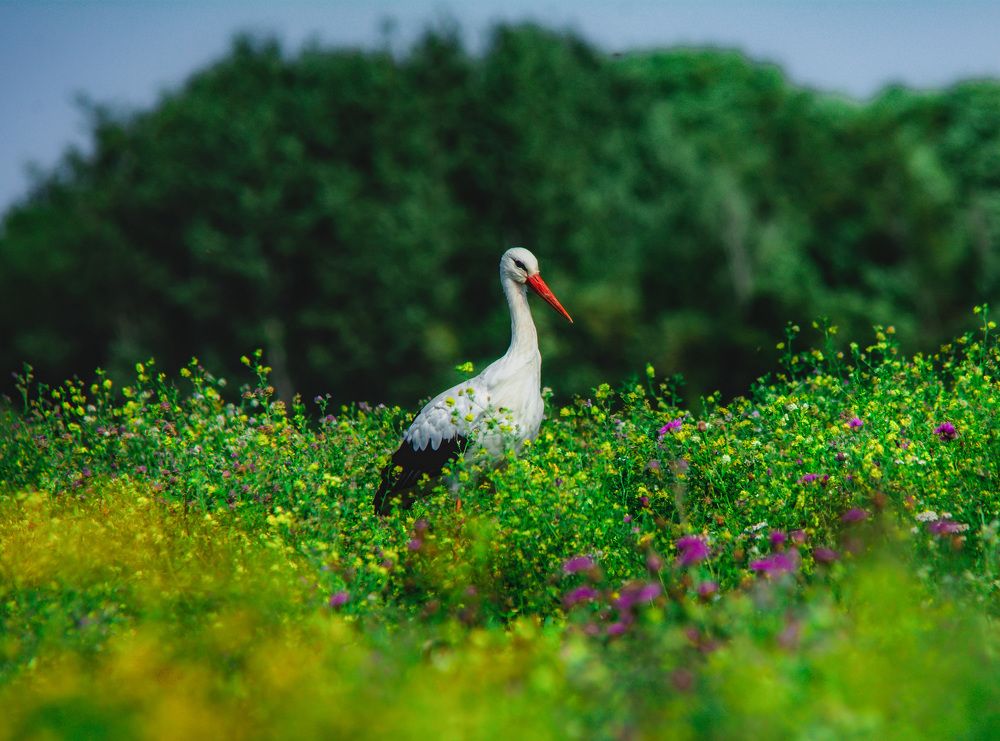 Аист на цветочном поле.