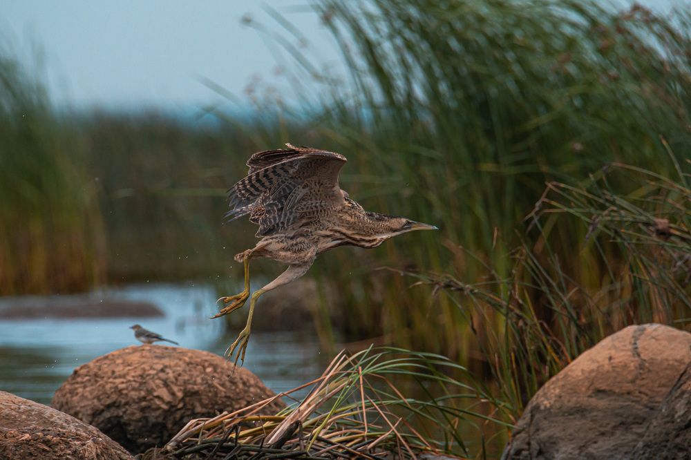 Паническая атака.