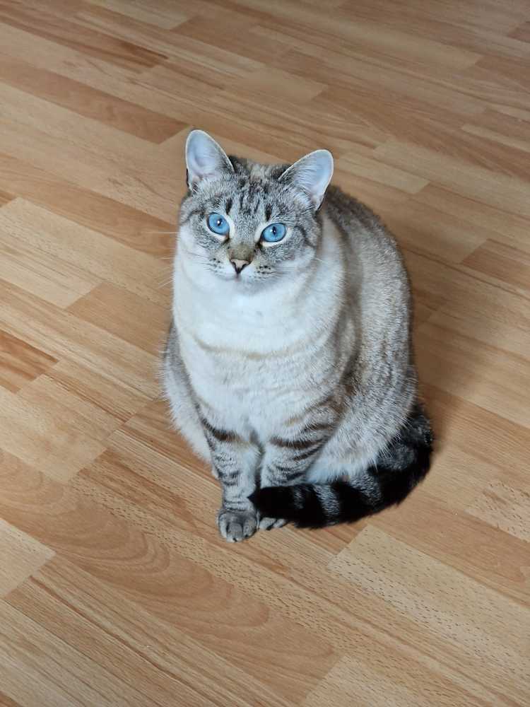 голубоглазая красавица Сапфир