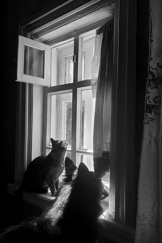 Фотография автора Надежда Лисицына