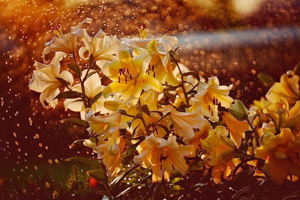 Photograph by Юлия Честнова