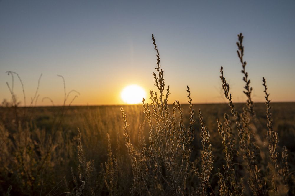 Степные лучи