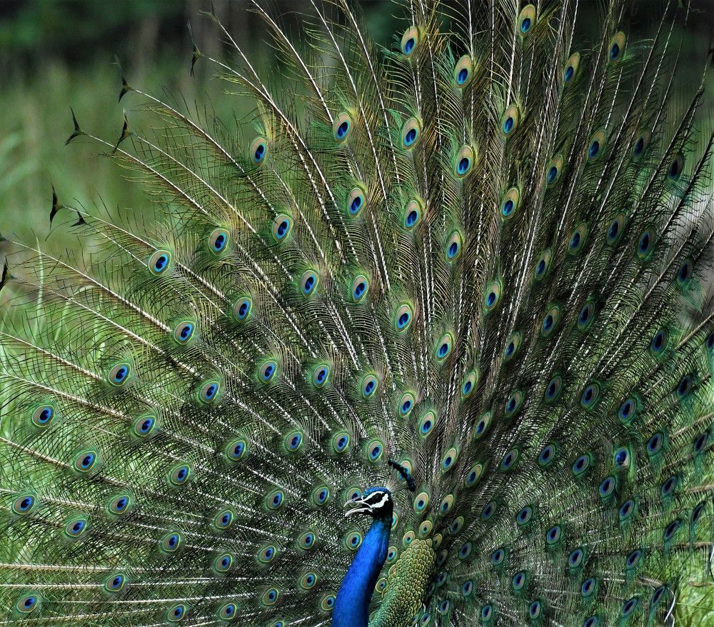 Photograph by Preet saluja