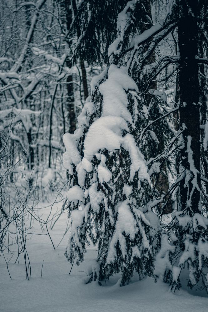 Photograph by Ilyas Kayumov