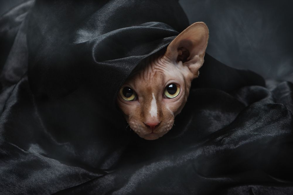 Фотография автора Юлия Зубкова