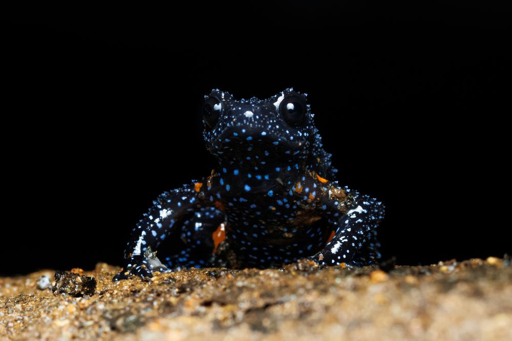 Melanobatrachus indicus