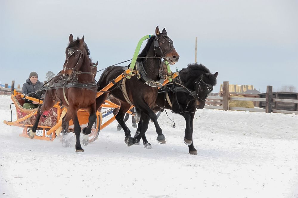 Фотография автора кузовлева мария анатольевна