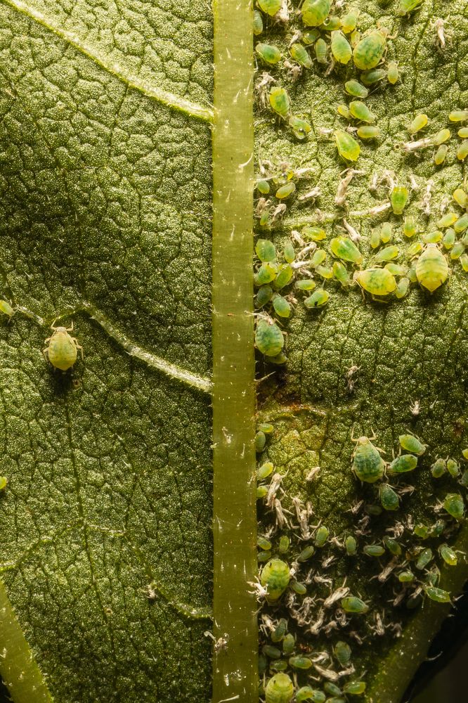 Photograph by Sebastián Bedoy