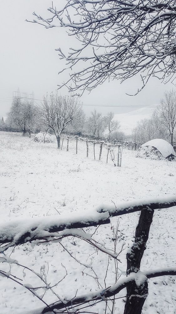 Photograph by Alina Viderea