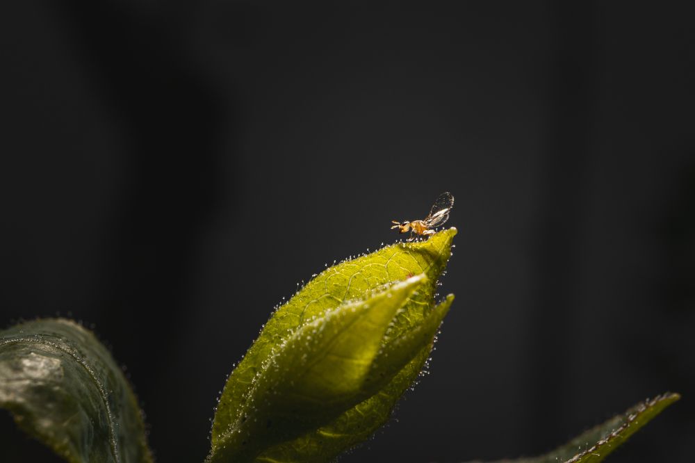 Photograph by Sebastián Bedoy