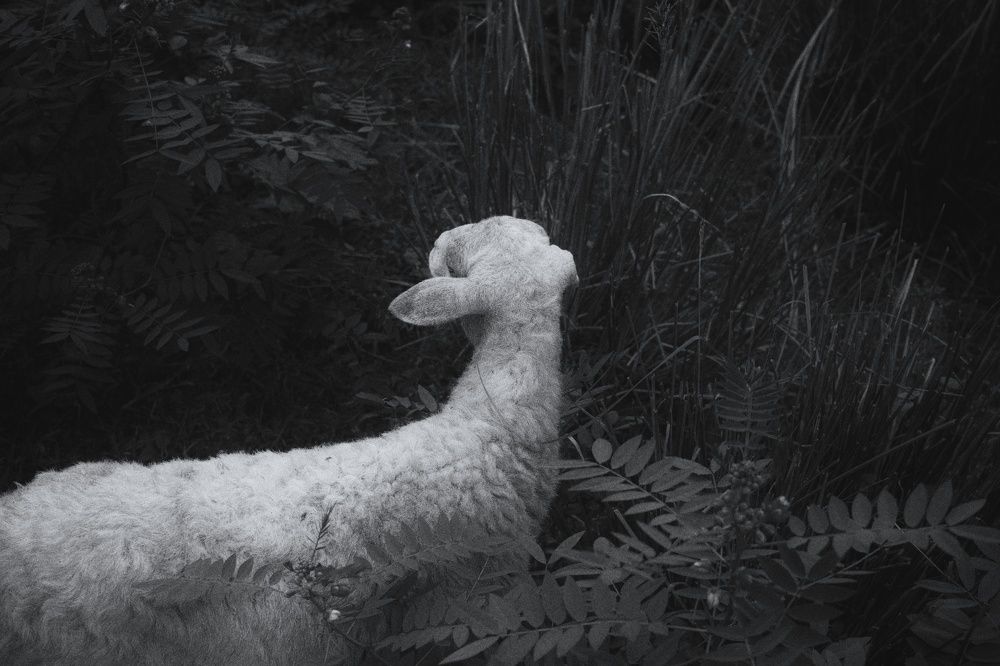 Silence of the lamb