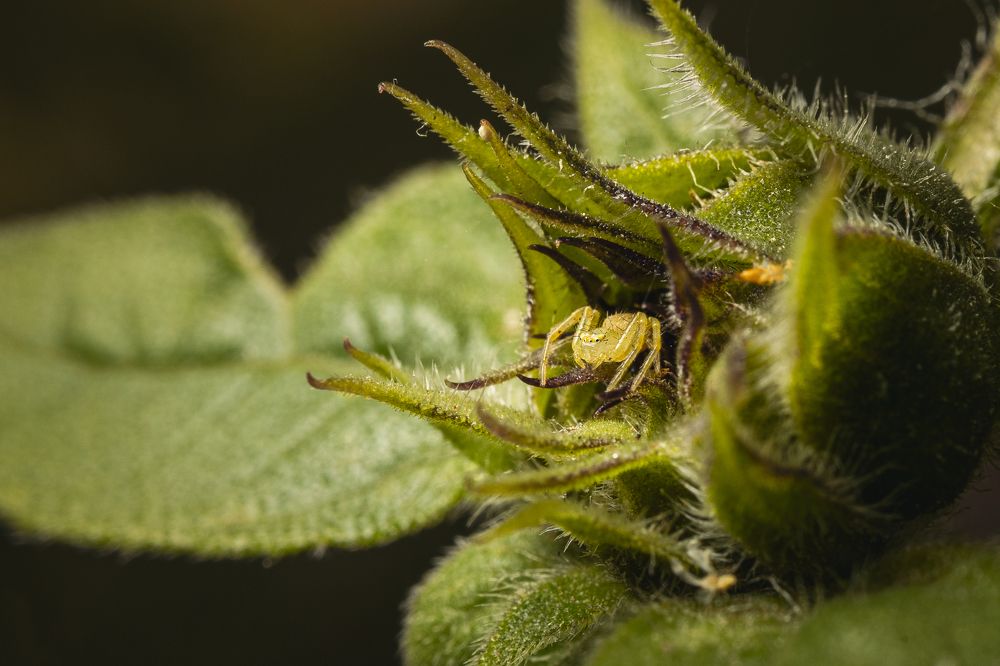 Photograph by Sebastián Bedoy