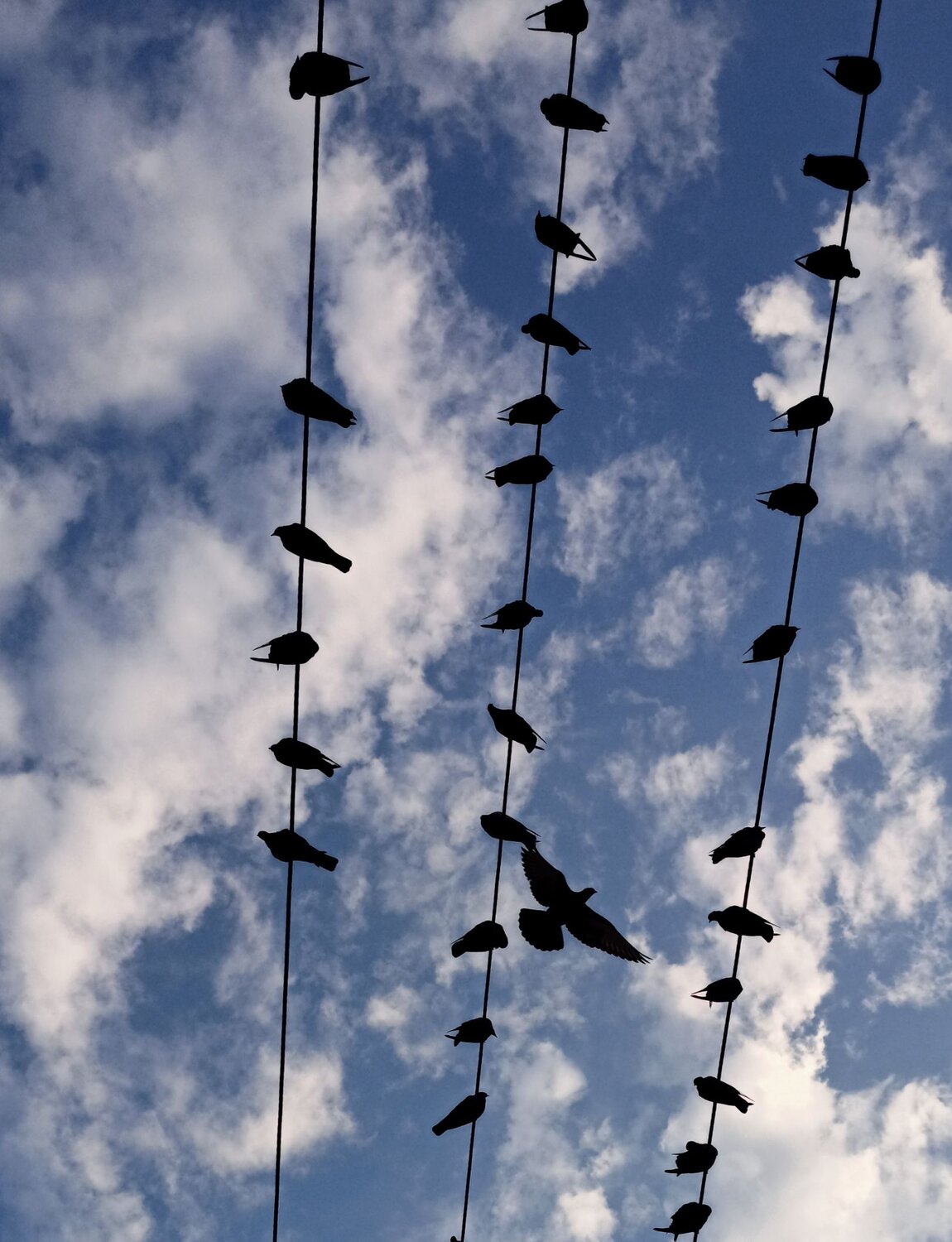 Photo #10007817