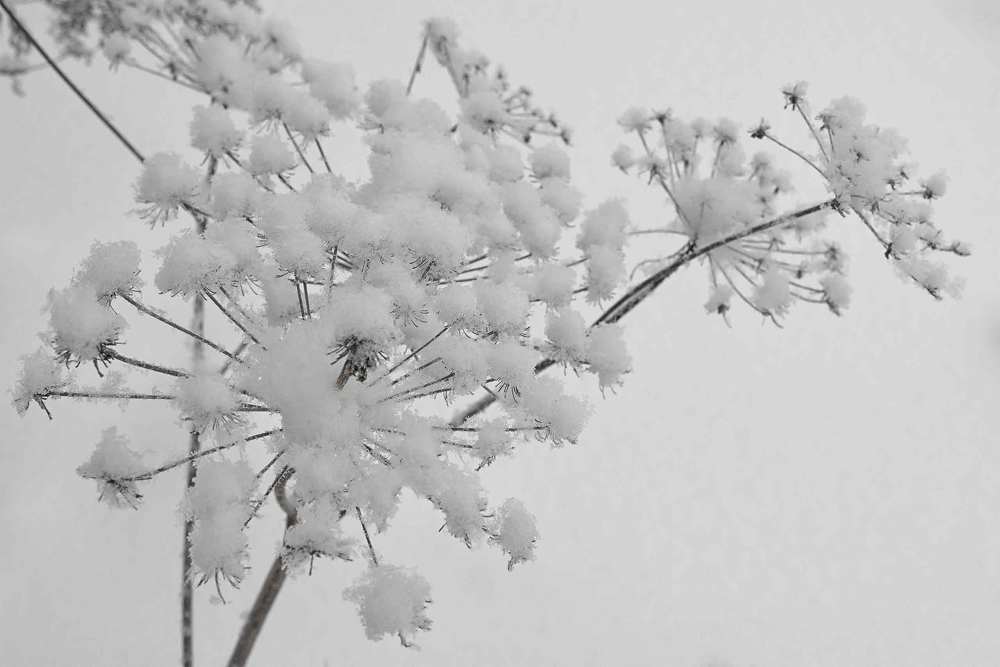 Photograph by Михайлова Елена