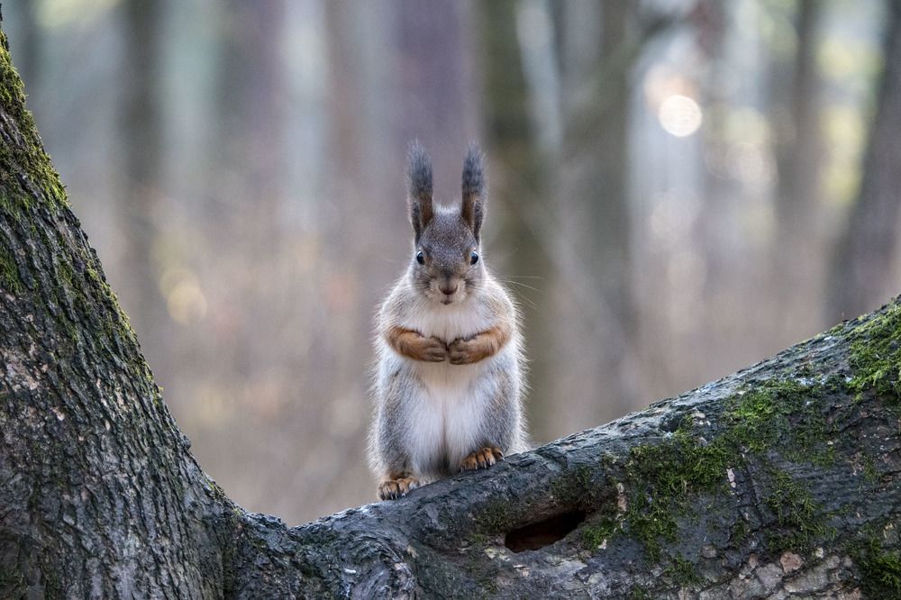 Крошка-белочка
