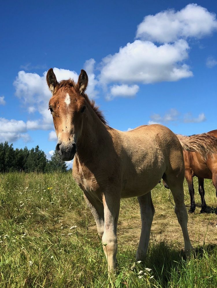 Photograph by Halina Mitsevich