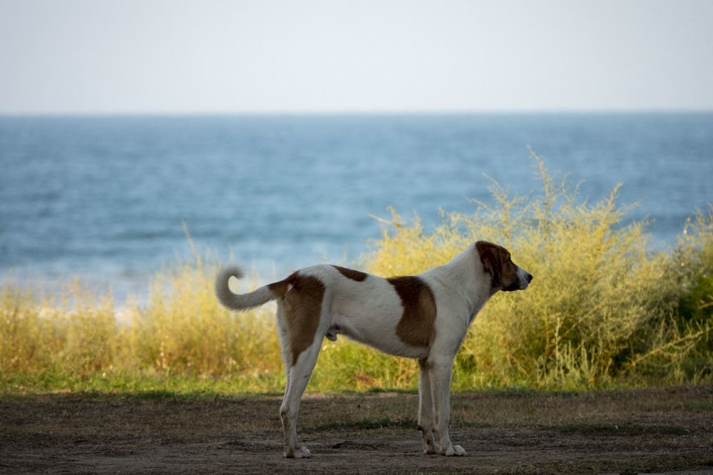 Палкан в ожидании чуда
