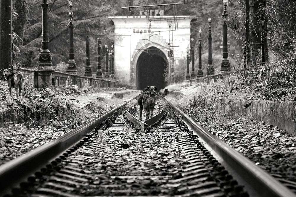 Фотография автора Елена Кириллова