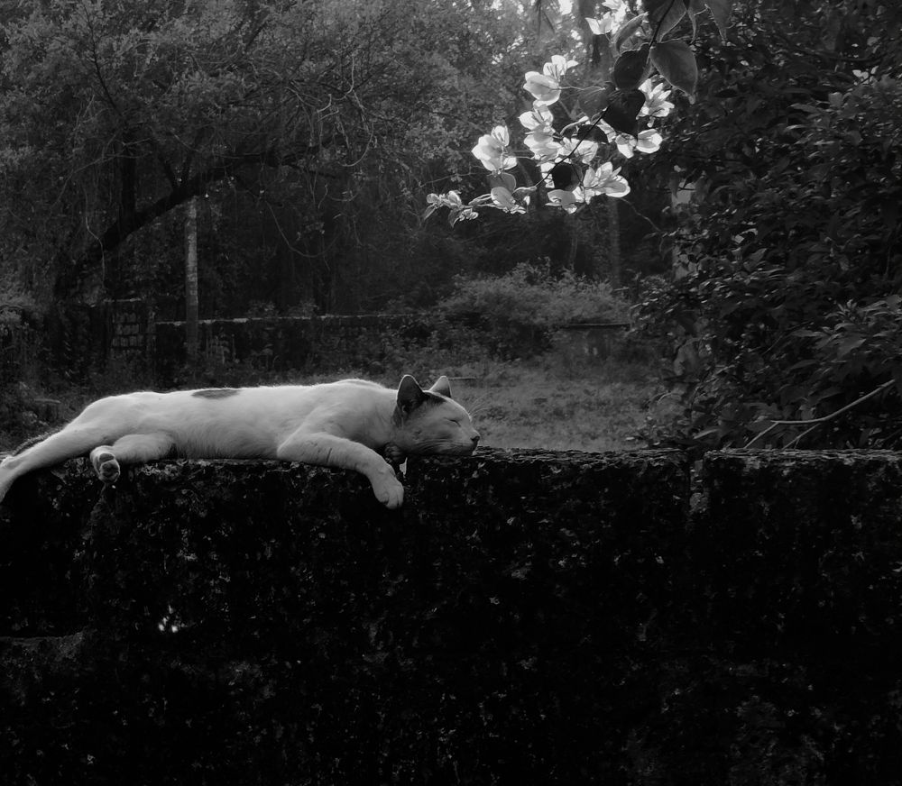 Photograph by Souhan