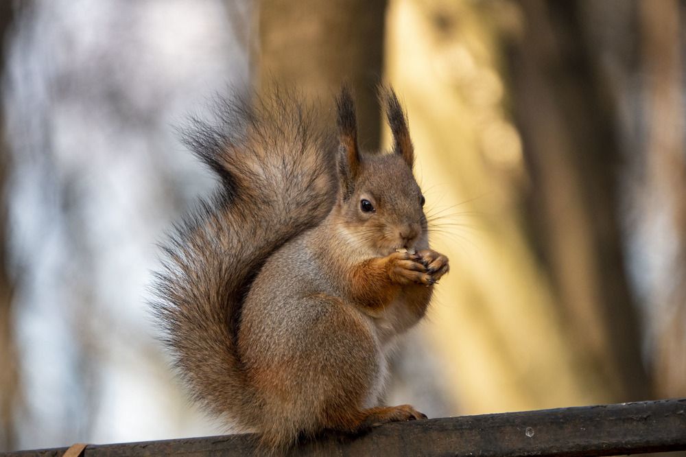 Белочка с удовольствием приняла угощение