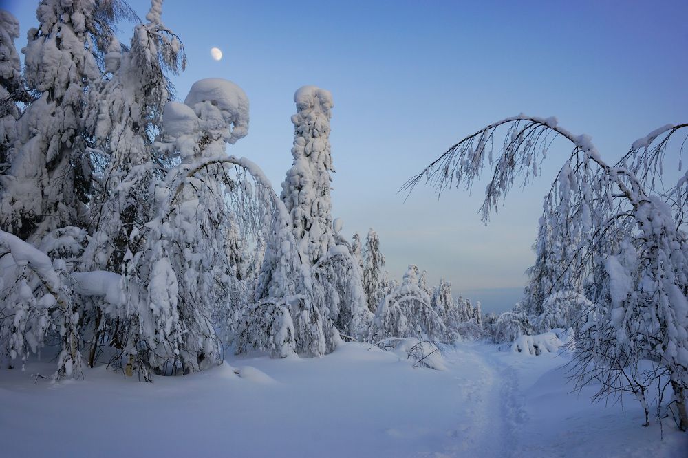 Фотография автора Светлана Зимина