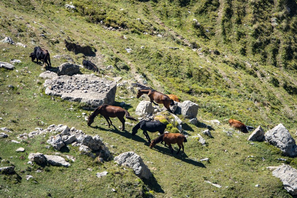 Души прерий