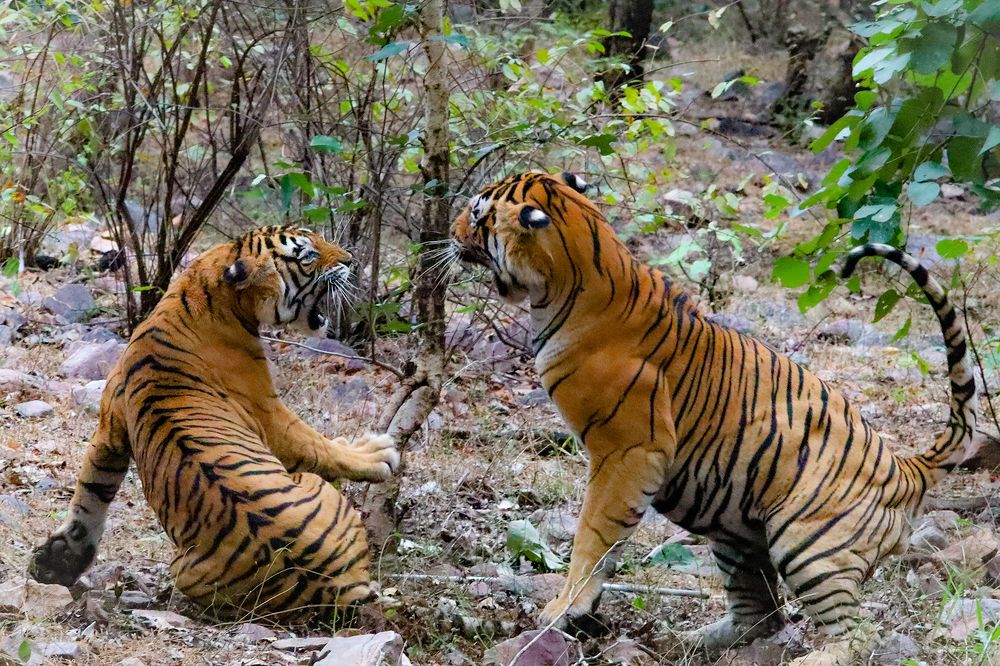 Tigers Mating Ritual