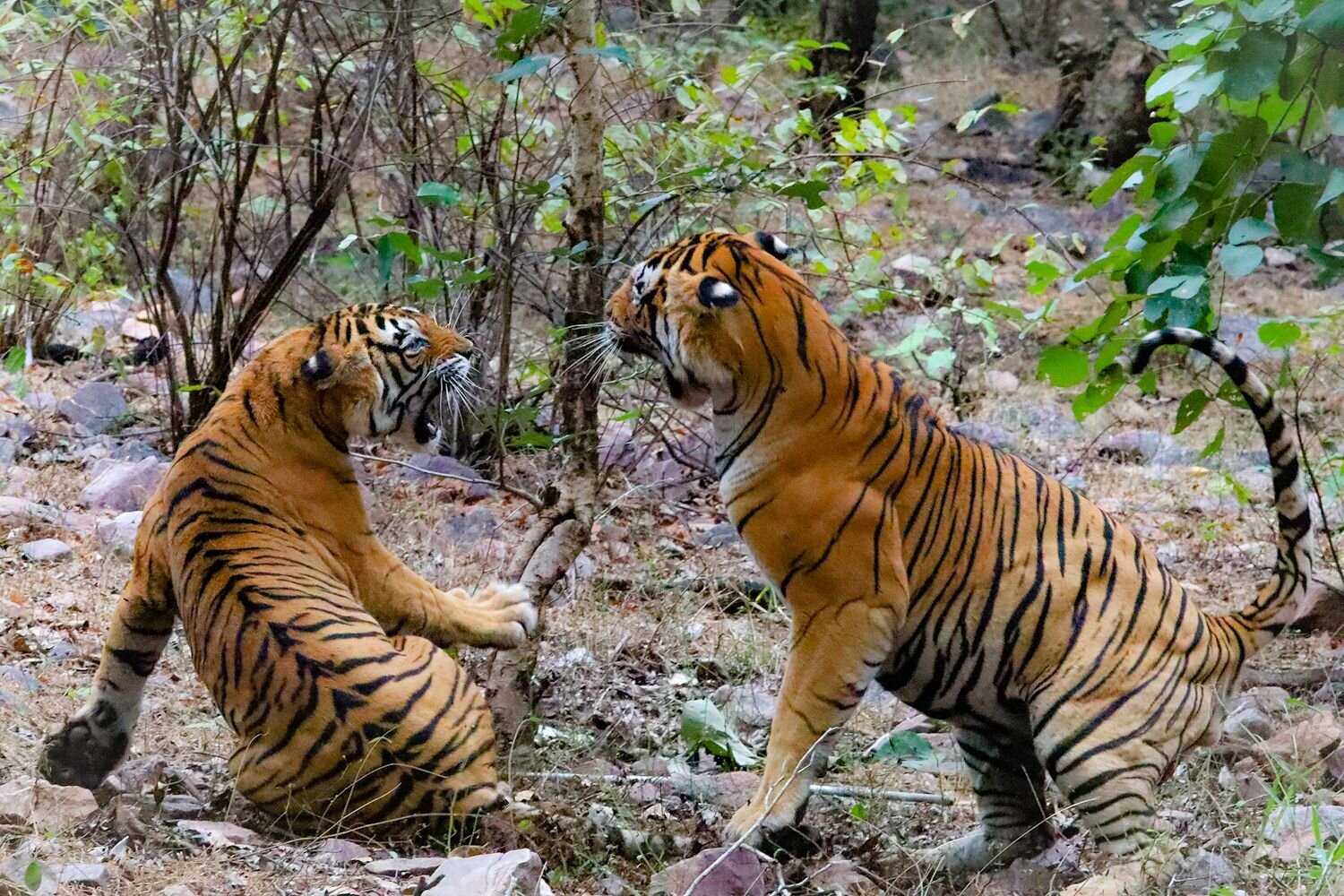 Tigers Mating Ritual