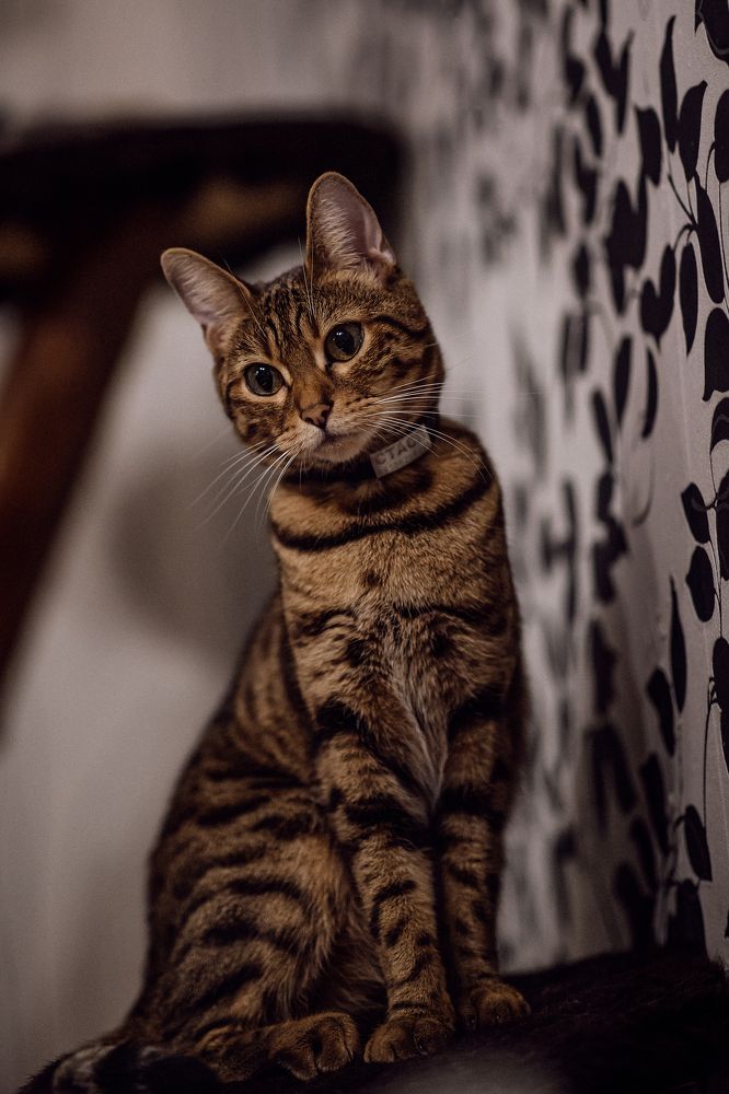 Изгибы, полоски, пятна...