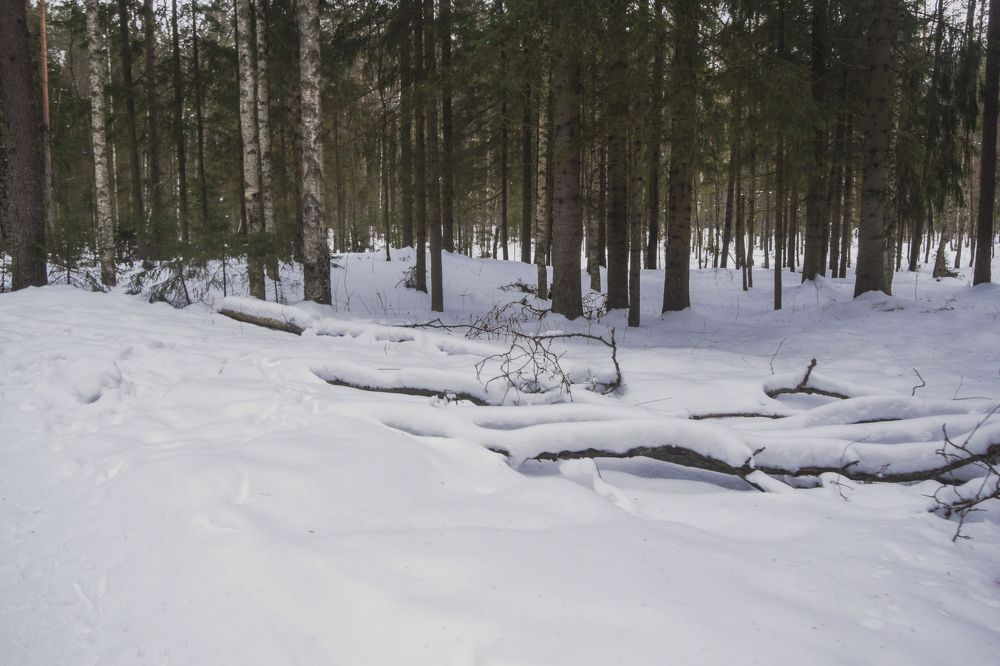 Фотография автора Альбина Хвастунова