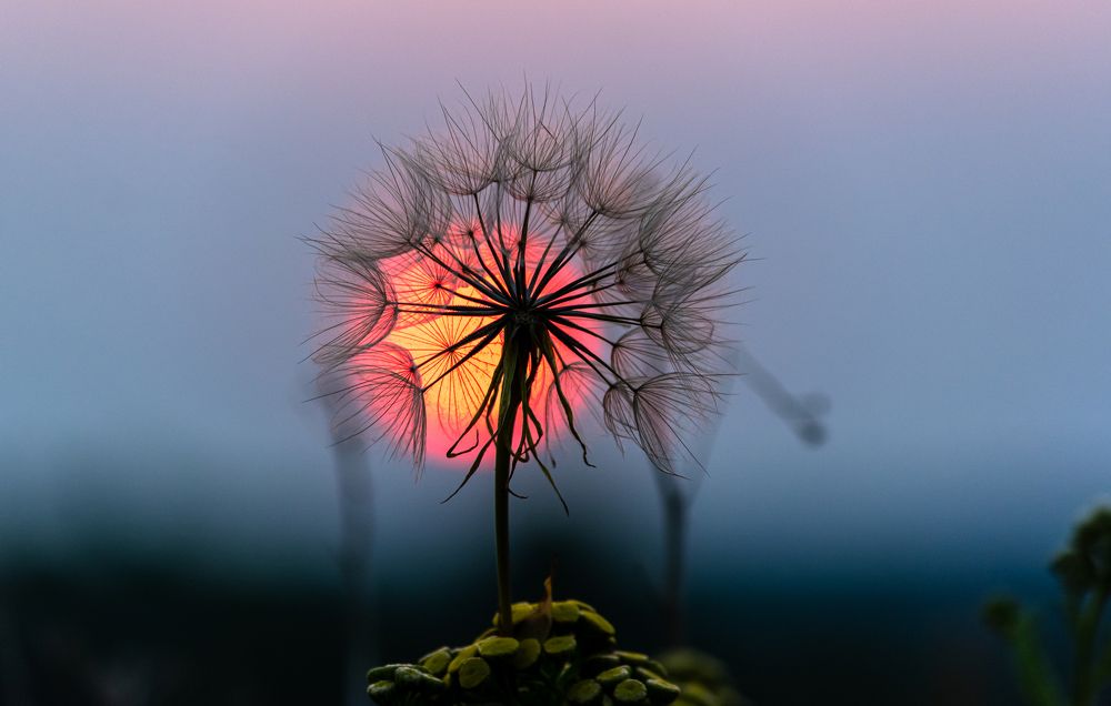 Photograph by Julius Virca (blu signal audio)