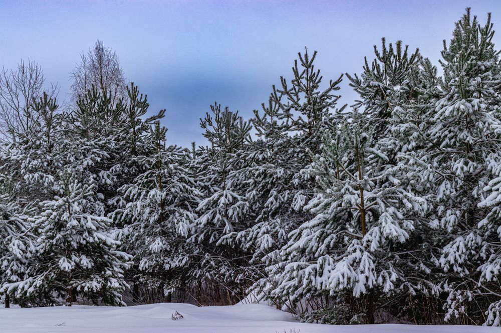Молодой лес