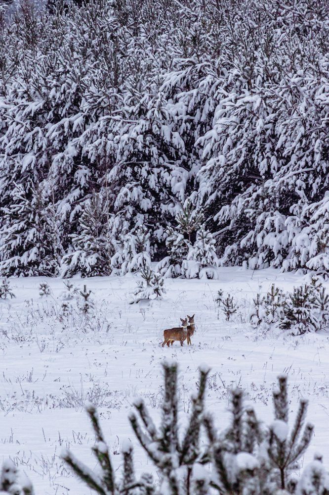 Две подружки
