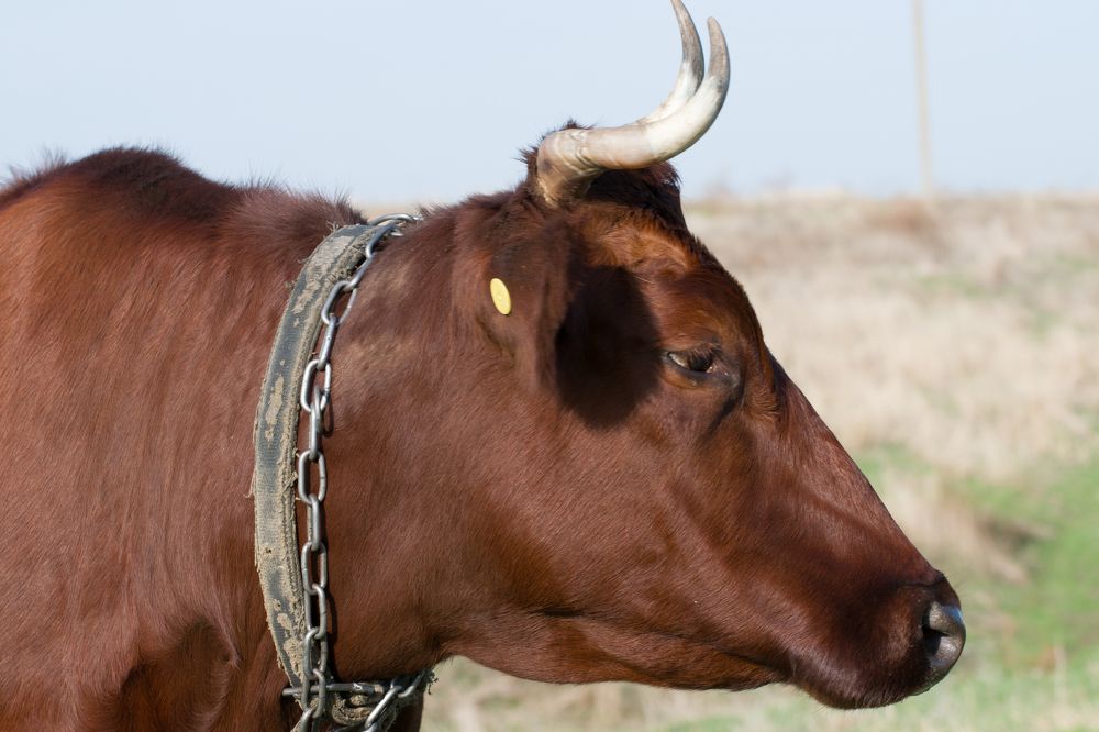 Photograph by Олег Алексеев