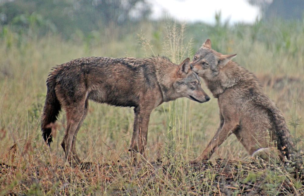 Photograph by subhash purohit