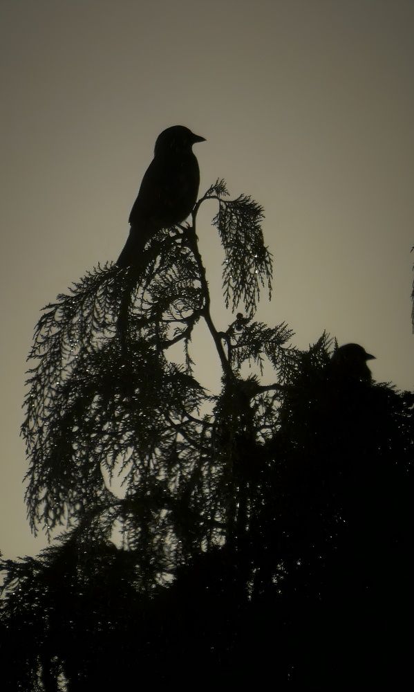 Фотография автора Michael Gault