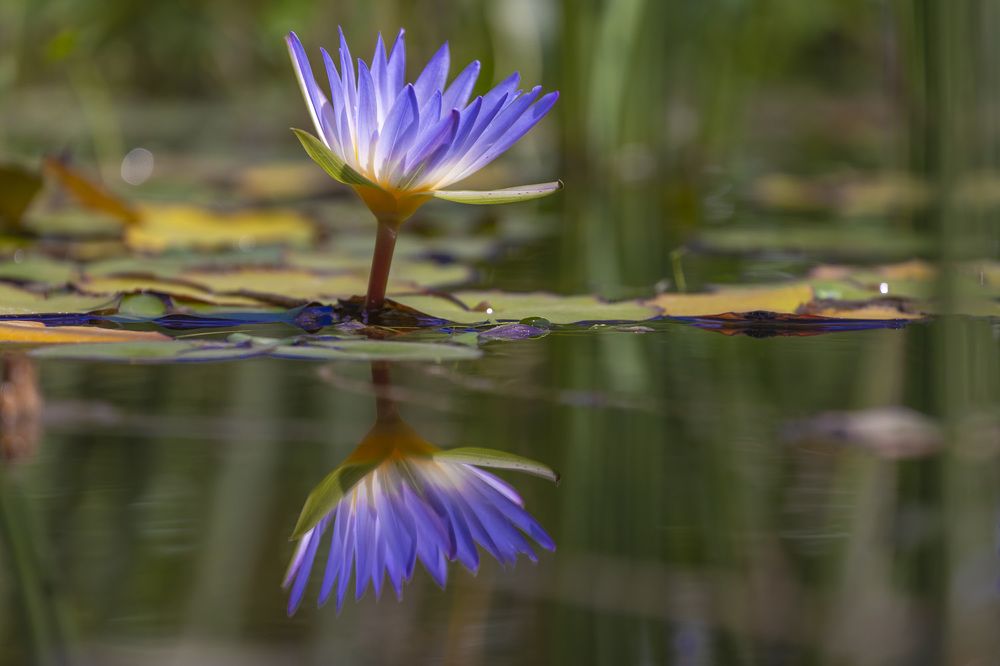 Фотография автора Nikolay Tatarchuk