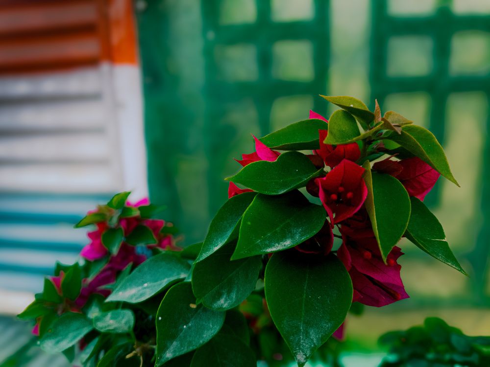 Photograph by Mayank