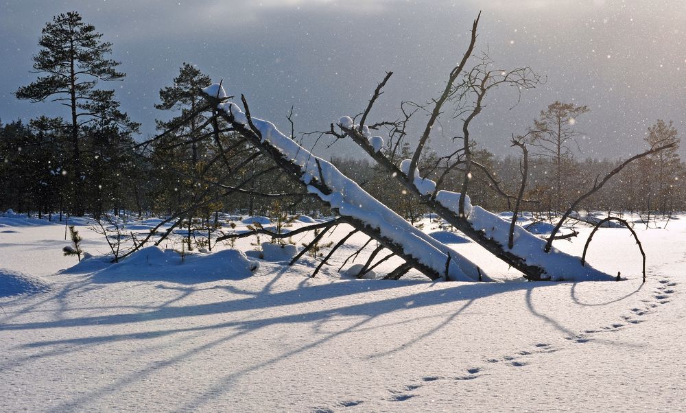 Photograph by Юрий Яковлев