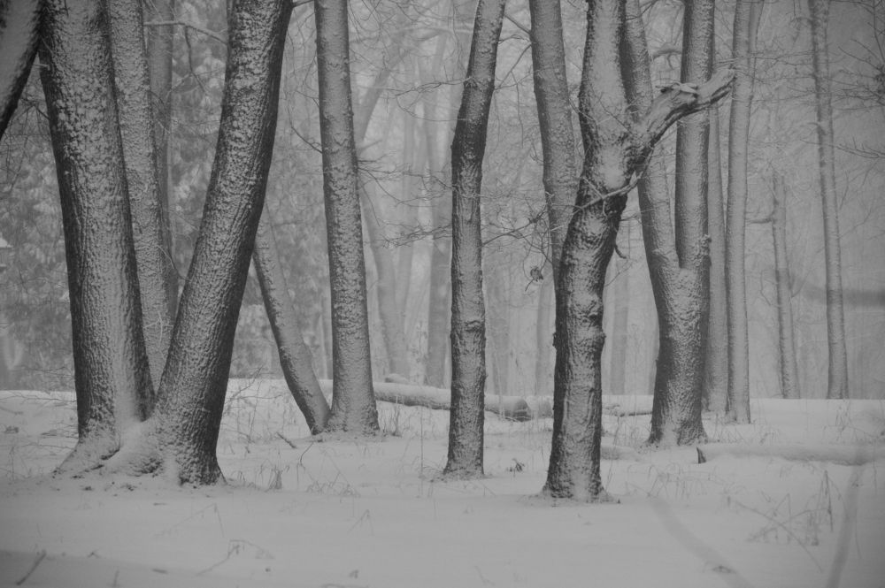 Photograph by Юрий Яковлев