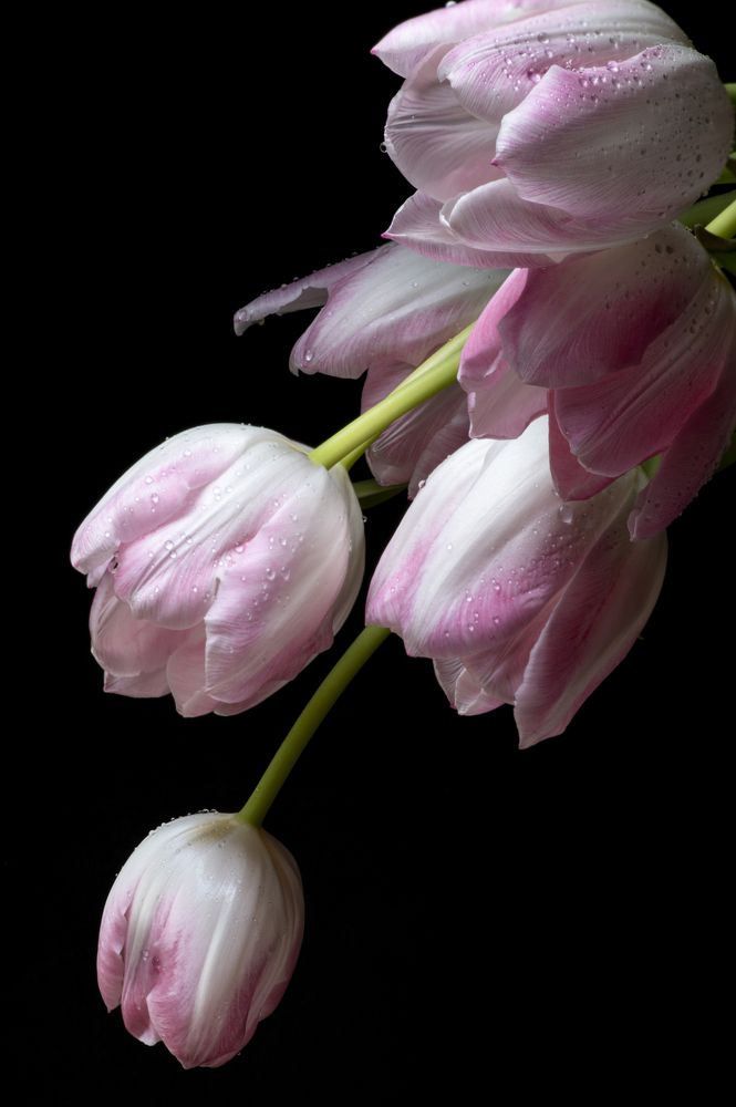 Photograph by Linda Persson