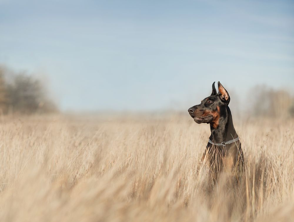Photograph by Людмила Потапочкина