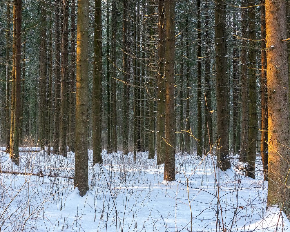 Photograph by Сергей Брызгалов