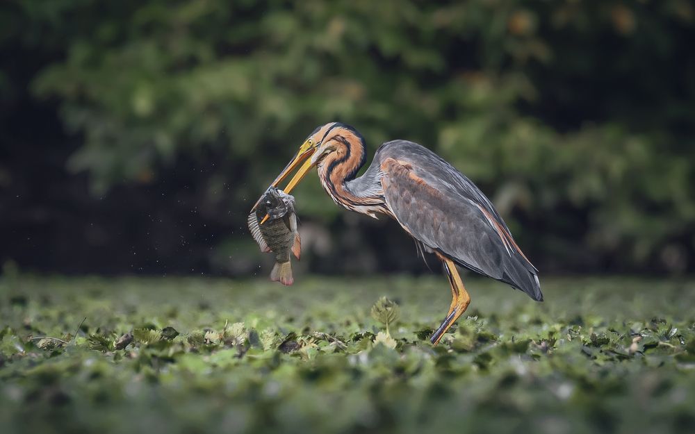 Славная добыча