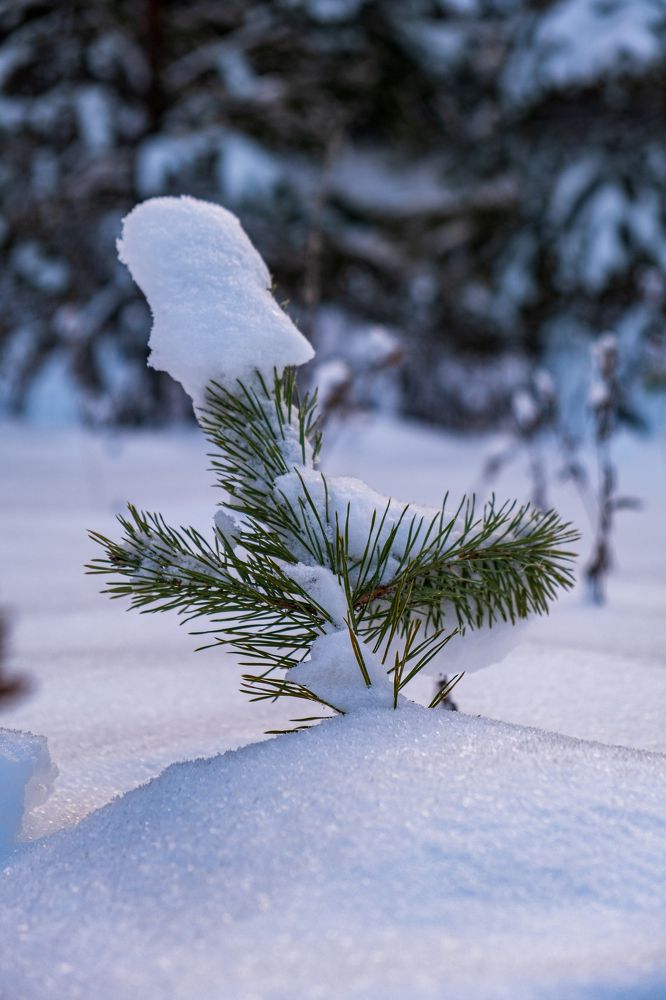 Photograph by Альберт Габбасов