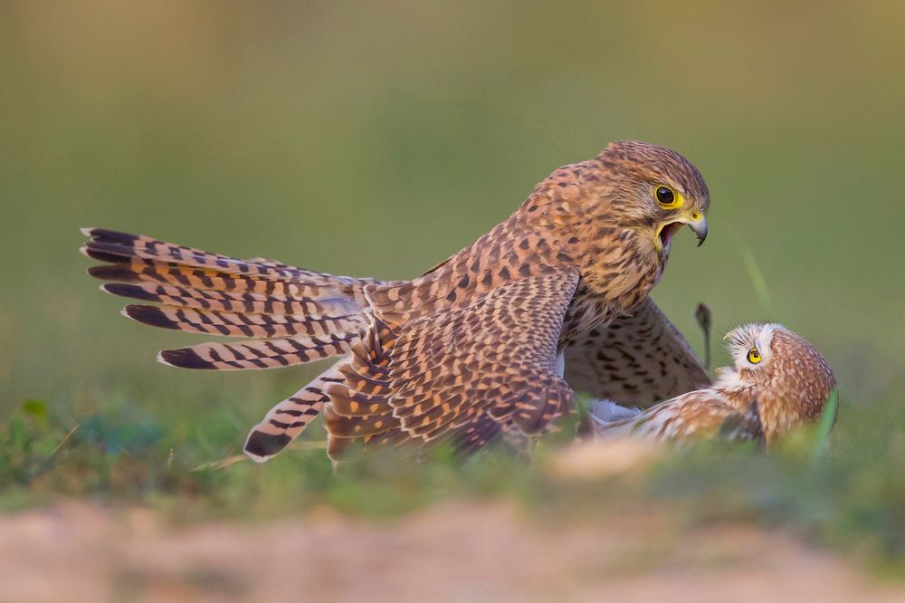 Фотография автора David Manusevich